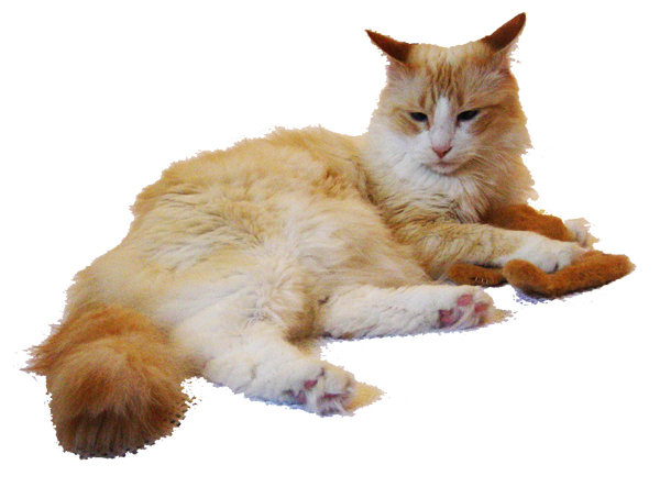 Rupert and Fried Chicken